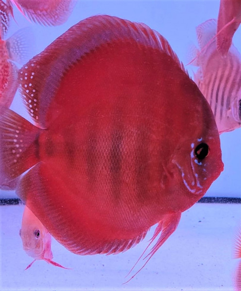 Symphysodon Santarem Blue Ring Diskus 6-8cm High Quality !!!