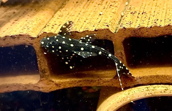 Elfenwels Acanthicus Adonis