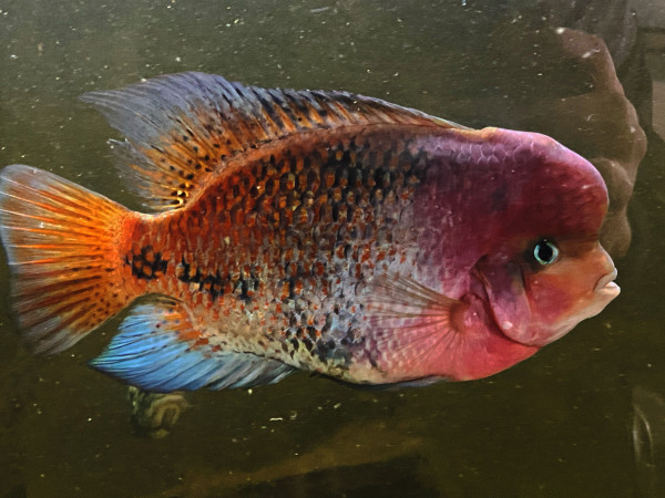 Vieja synspila Feuerkopfbuntbarsch ca 10cm